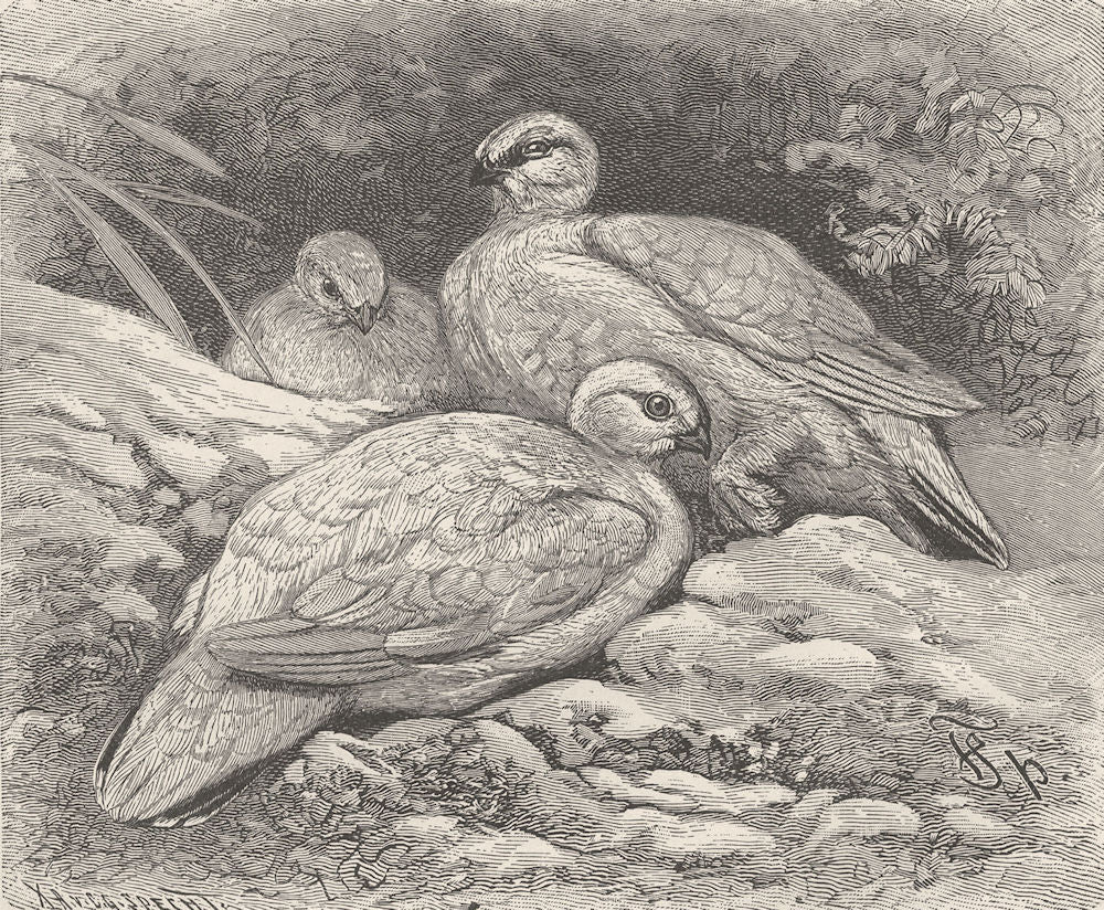 BIRDS. Ptarmigan in winter dress 1895 old antique vintage print picture